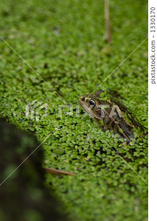 一隻青蛙 1330170