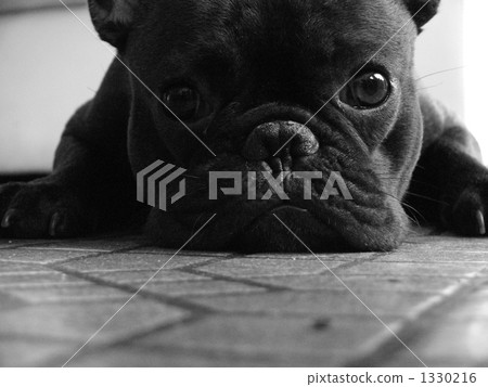 Relaxing dog 1330216