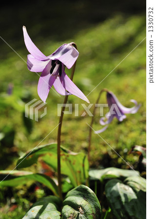 豬牙花 野草 野花 1330732