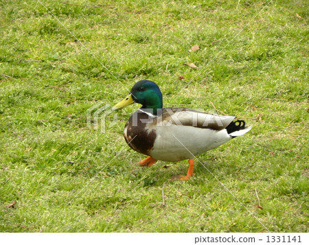 Duck Duck 1331141