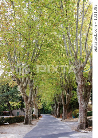 sycamore, platanus, row of tree 1331385