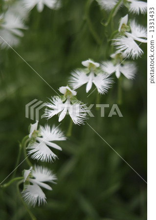 處女草 處女草 1331433