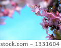 河津櫻花 1331604