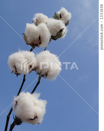 Cotton seen from the bottom Cotton seen from the bottom 1331636