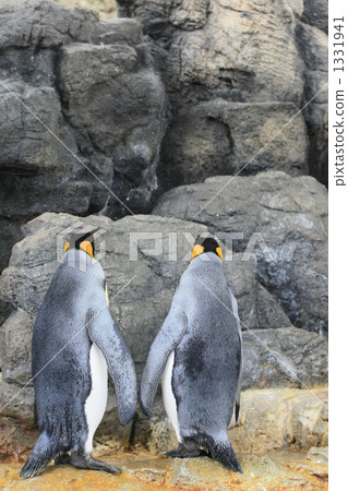 penguin, penguins, join hands 1331941