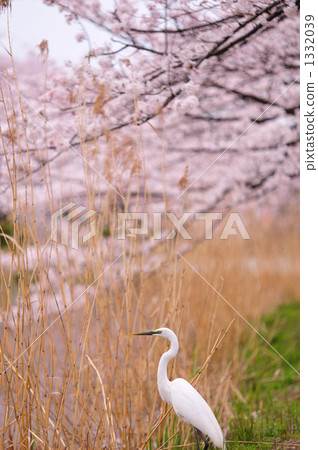 Daisygi和櫻花盛開 1332039