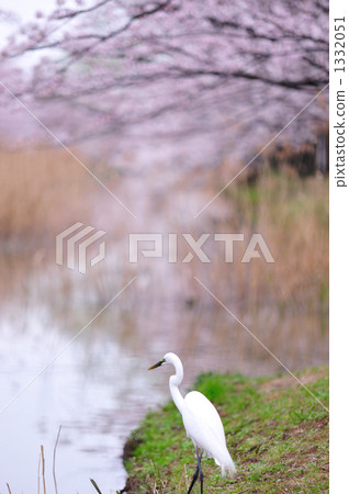 Daisygi和櫻花盛開 Daisygi和櫻花盛開 1332051