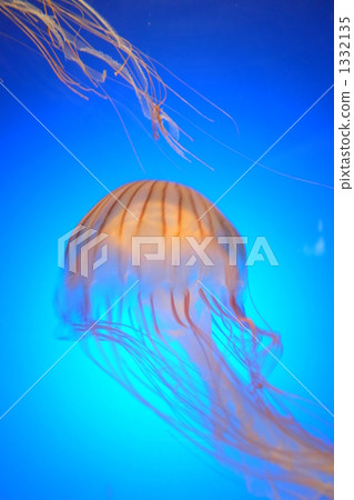 Drifting red kidney Drifting red kidney 1332135