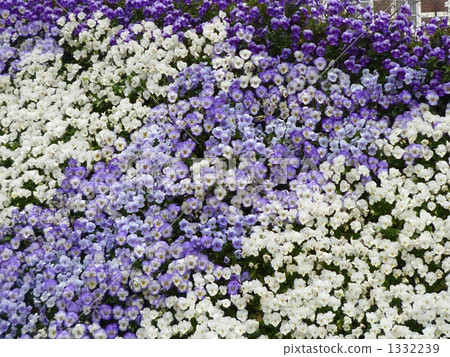 紫羅蘭花田 花園 春天 1332239