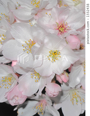 櫻花春天的形象 櫻花春天的形象 1332438
