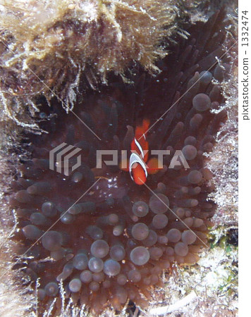 宮古島 熱帶魚 銀蓮花 1332474