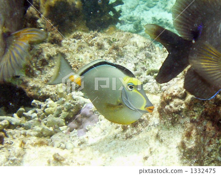 tropical fish, coral 1332475