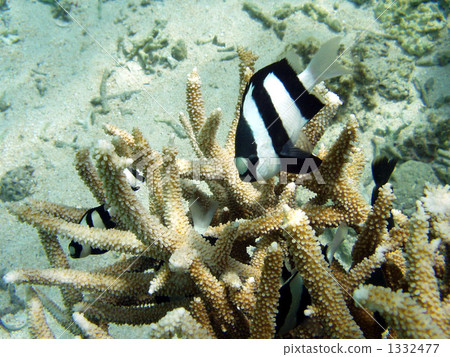 whitetail dascyllus, three-stripe damsel, tropical fish 1332477