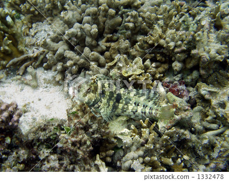 tropical fish, coral 1332478