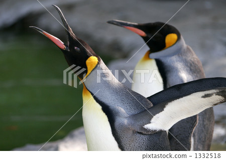 Crow Penguin 1332518