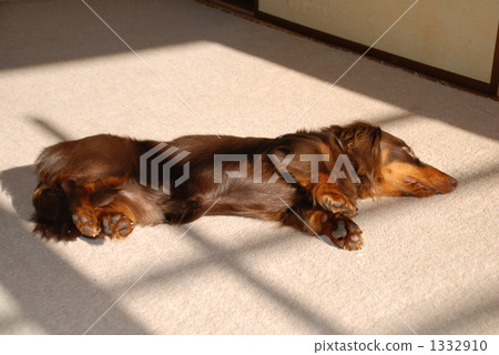 臘腸犬 迷你臘腸犬 毛孩 1332910