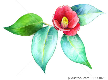 山茶花在早春 1333079