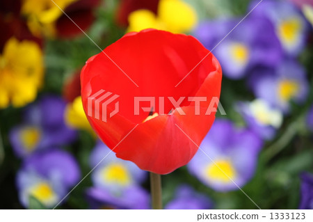 緋紅色鬱金香擊中花園的太陽 緋紅色鬱金香擊中花園的太陽 1333123