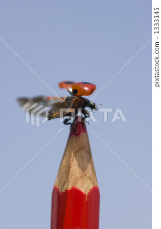 Flapping Flapping 1333145