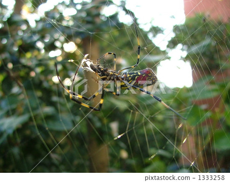 Nephila spider 1333258