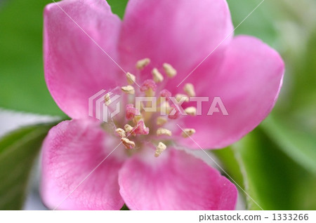 卡琳的花 1333266