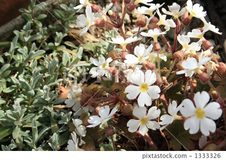 冬天櫻花樹 1333326