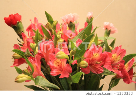 Alstroemeria Alstroemeria 1333333
