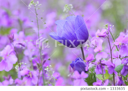 二月蘭 薺菜 銀蓮花 1333635