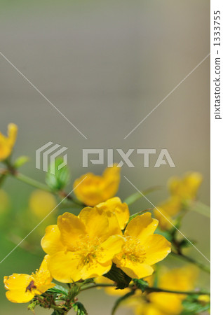 日本金蓮花 薔薇 留白空間 1333755