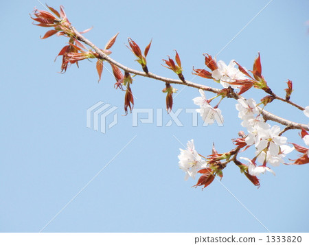 山櫻 1333820