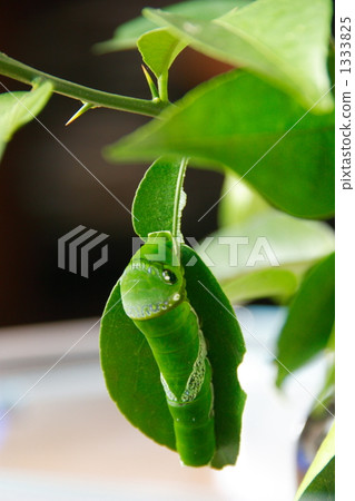 長崎甲蟲的幼蟲 1333825