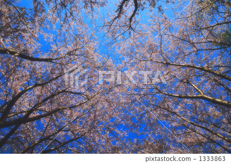 櫻花抬頭 1333863