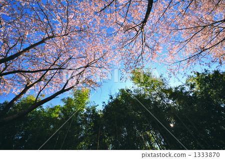 Sakura and bamboo 1333870