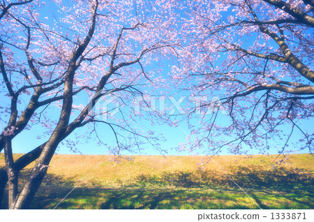Cherry blossoms looking up Cherry blossoms looking up 1333871