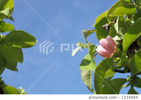 在藍天袋子的梨花 在藍天袋子的梨花 1334084