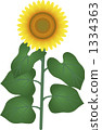 向日葵 1334363