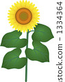 向日葵 1334364