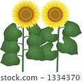 向日葵 1334370
