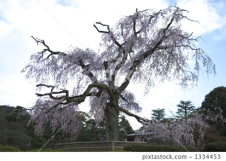 Cherry blossoms at night at Gion Cherry blossoms at night at Gion 1334453