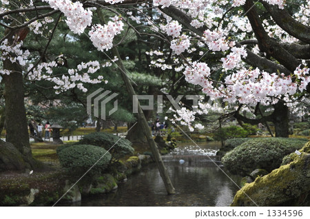 Kenroku-en Sakura Kenroku-en Sakura 1334596