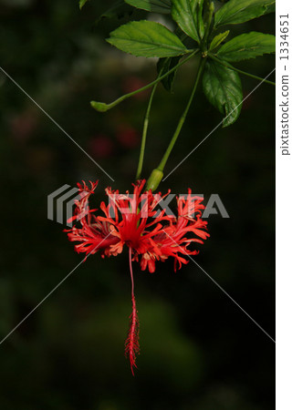 花兒喜歡風鈴 1334651