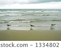 gull, gulls, sea gull 1334802