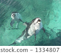 dolphin, dolphins, ishikawa 1334807