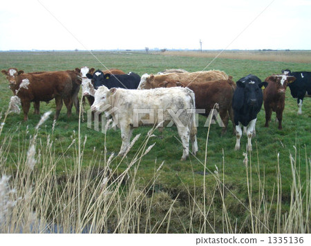 A group of cows in wetlands (Marsh) 1335136