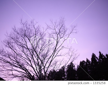 Zelkova's shadow 1335258