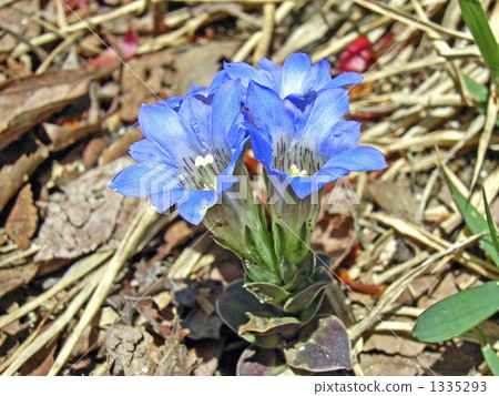 Toward the sunlight Hall Rindow 1335293