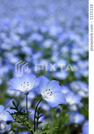 Nemophila Nemophila 1335338