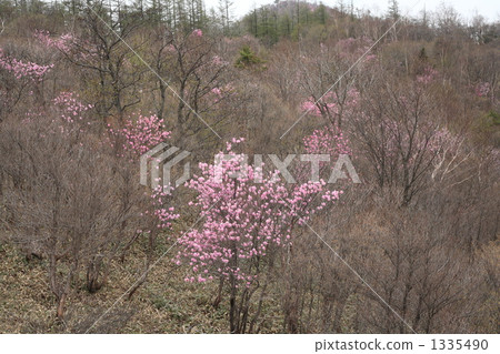 紅尾杜鵑花 1335490