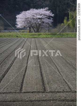 一本櫻 櫻花 原野 1335569