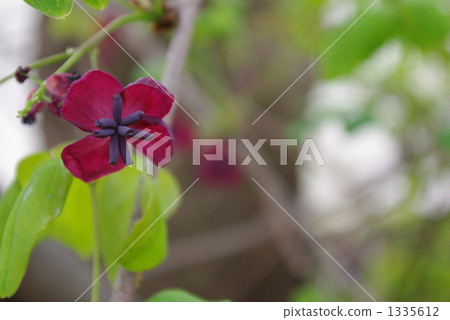five-leaf akebia, bloom, blossom 1335612